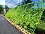 Kyocera to Green Kyoto Headquarters by Growing Morning Glory Vines