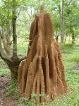 Discovery of Climate Control in Termite Mounds Could Inspire Human-Engineered Systems