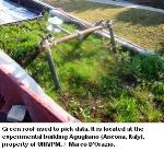 Green Roof with High-Density Vegetation Acts as Passive Cooling System