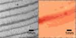 Study Provides Insight into 'Woodquakes'