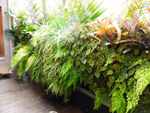 Science of Greenwalls Evolves Over the Years