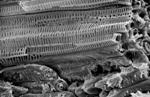 Specialised Coconut Wall Structures Could Help Design Earth-Quake Proof Buildings