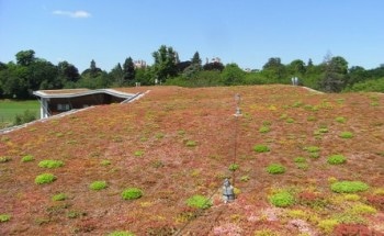 Researchers Explore Ways to Enhance Biodiversity of Green Roofs