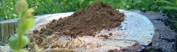 LigniOx Technology Converts Lignin By-Products from Pulp Mills into Concrete Plasticizers