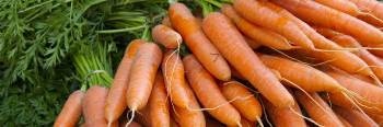 Root Vegetable Nano Platelet-Reinforced Cement for Building Stronger Structures