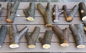 Using Tree Forks as Load-Bearing Joints