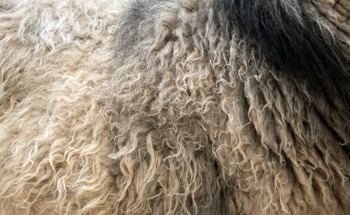 Wool Fibers Improve Green Building Components