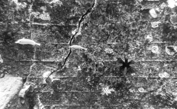 Innovative Method for Detecting Underwater Concrete Cracks