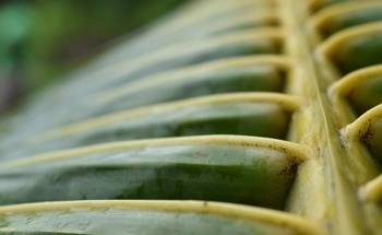 Palm Tree Fibers in Concrete? New Study Explores Sustainable Construction Solutions