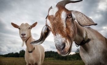 Goat Hair Might Be the Secret to Super-Strong, Eco-Friendly Concrete
