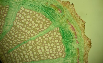 New Plant-Inspired Cement Material Achieves Record Thermoelectric Performance for Energy-Harvesting Buildings