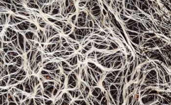 Fungal Mycelium Offers Sustainable Alternative to Concrete