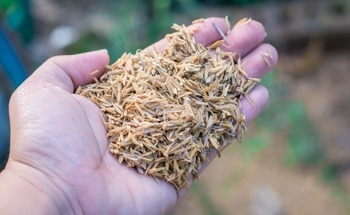 Study Shows Rice Husk Ash Can Strengthen Earth Blocks Without Cement