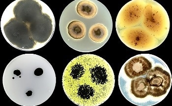 Developing "Living Ink" for Sustainable and Self-Repairing Building Façades