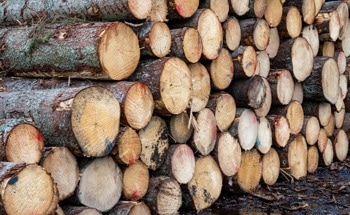 Mass Timber Adoption May Drive Reforestation and Slash Emissions