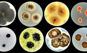 Living Tattoos: Microbial Inks Could Redefine Building Design