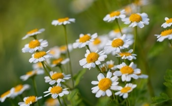 Researchers Develop More Sustainable Bricks Using Invasive Weed Biomass