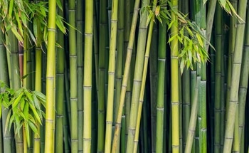 Eco-Friendly Cement Alternative Developed Using Bamboo Byproducts