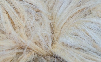 This Common Plant Could Be the Key to Stronger, Greener Concrete