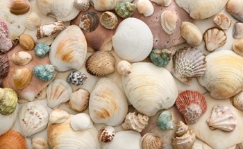 A Cleaner Future for Concrete Might Start With What’s Left on Your Plate