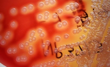 The Surprising Combo That Makes Concrete Stronger: Jute and Bacteria