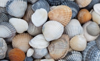 Scientists Create 100 % Recycled Pervious Paving Blocks From Mollusk Shells and Mining Waste