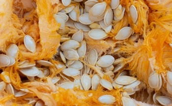 Iron Ions Improve Pumpkin Seed Protein Foams for Stronger Foamed Concrete