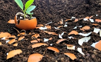 Eggshell Powder Shows Promise as a Sustainable Cement Additive