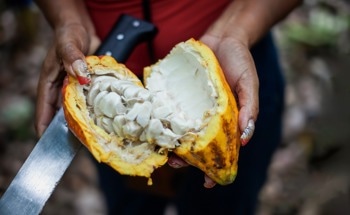 Cocoa Pod Waste Could Provide a Sustainable Concrete Retarder