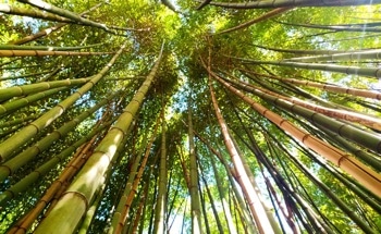 Bamboo-Reinforced Concrete Slabs Show Potential as an Alternative to Steel