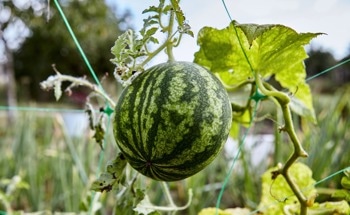 Could Watermelon Vine Waste Make Porous Concrete More Plant-Friendly?
